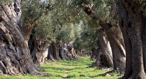 Olio d'oliva, oro di Puglia  OLIVETI