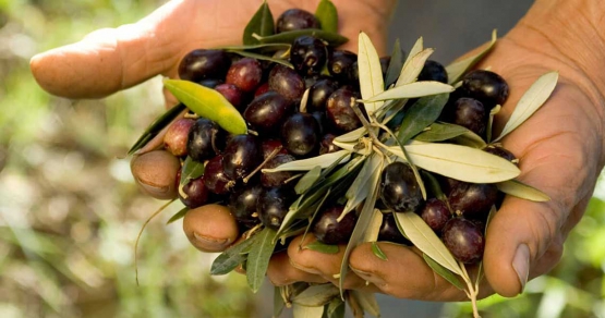 Cos’è l’olio di oliva biologico?