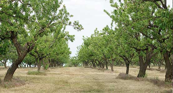 Le mandorla, la regina della frutta secca MANDORLETI