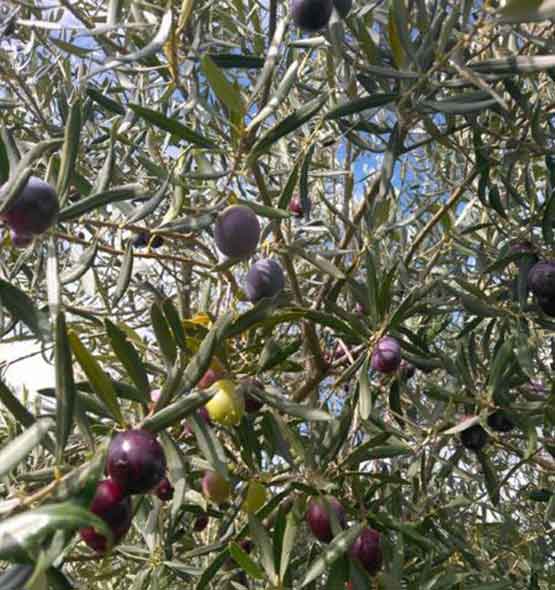 oliveto1.jpg